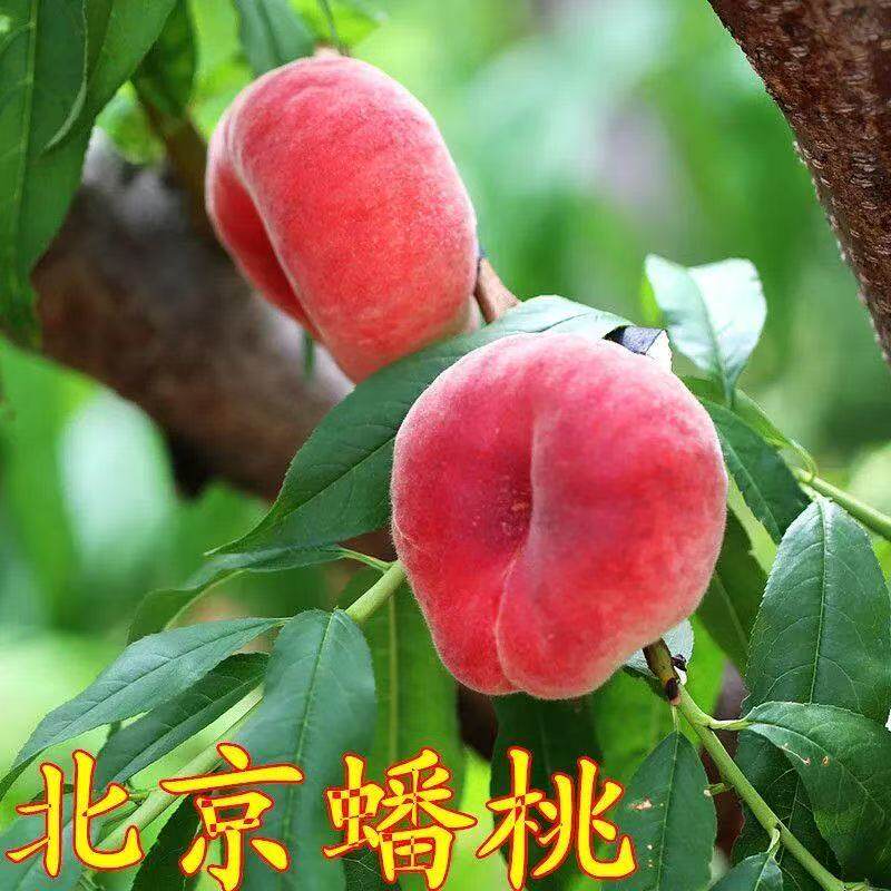北京蟠桃树苗嫁接苗盆栽地栽南北方种植桃子苖当年结果离核脆甜苗