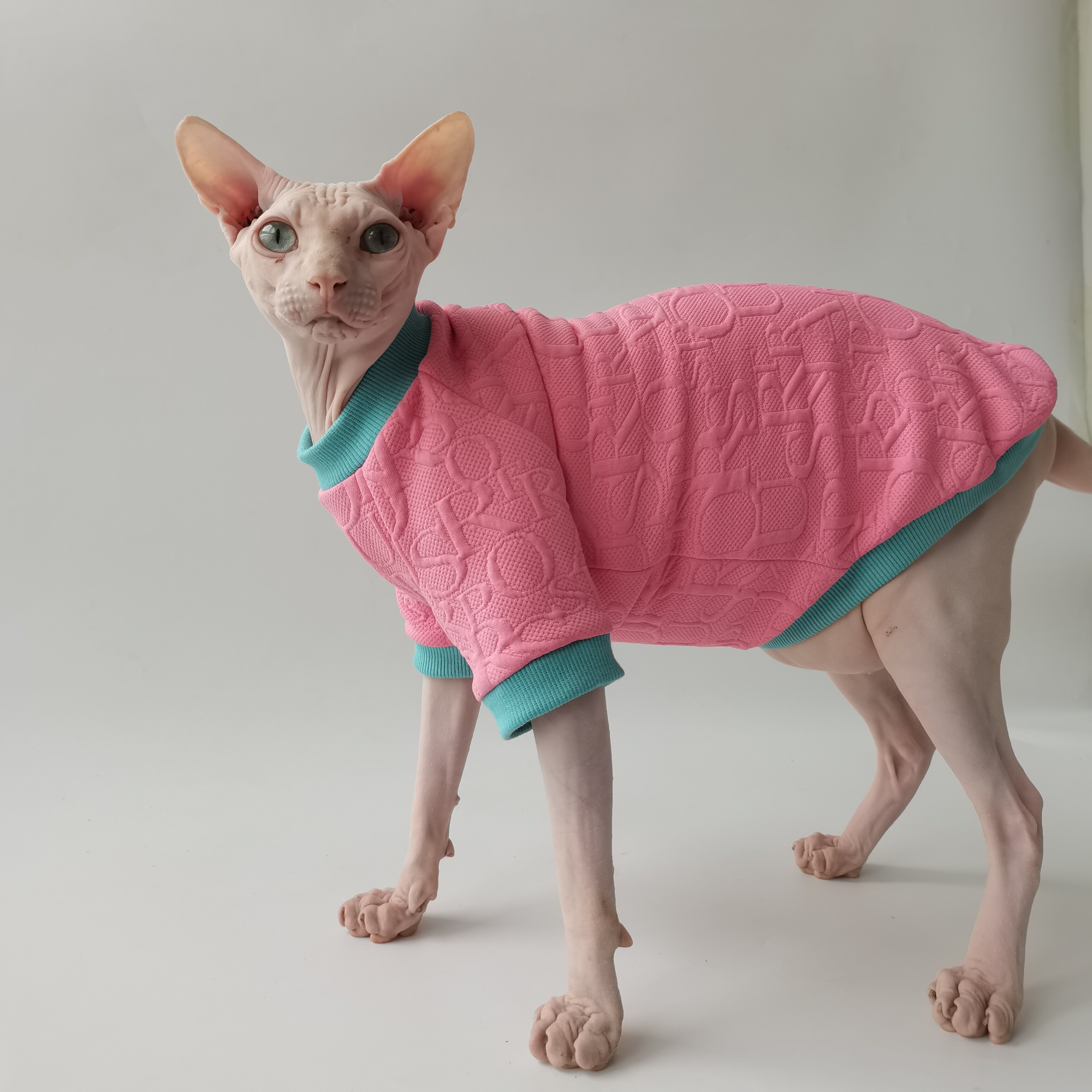 秋冬款无毛猫德文衣服潮牌芭比粉卫衣斯芬克斯衣服面料舒服