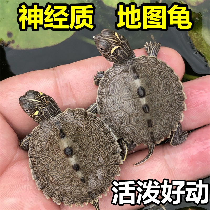 稀有迷你密西西比地图深水龟鱼缸混养小乌龟活物家养观赏龟宠物龟