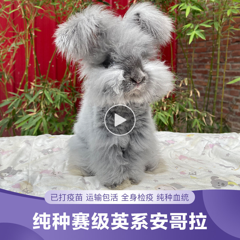 安哥拉巨兔宠物兔子活物网红白兔大型长毛兔活体垂耳兔幼兔公主兔