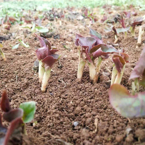 贵州特产农家新鲜带泥鱼腥草折耳根节节根现挖新鲜鱼腥草野折耳根