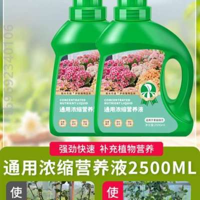 家用生根绿肥植阳台君子兰栽栽培黄UEG8196文竹植物盆室内肥料花