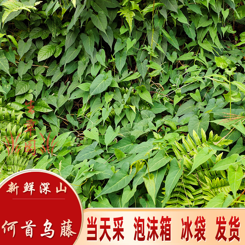 深山新鮮夜交藤何首烏藤中藥材首烏藤紫烏藤九真藤中草藥養(yǎng)生益肝