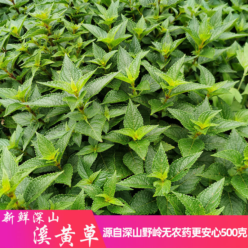 深山溪黄草茶正宗黄汁血凤草香茶溪黄茶山羊面益肝茶下肝火茶凉茶