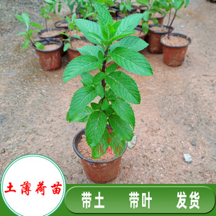 原土发货土薄荷苗柠檬香茅草苗溪黄草鱼腥草猫须草拐枣树苗草药苗
