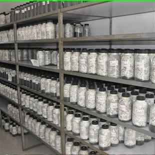 极速平菇姬菇秀珍菇食用菌v种原种蘑菇生产生料熟料种栽培种母种