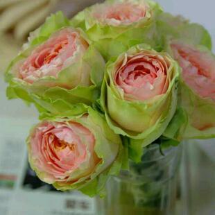 极速厂家月季 吸引力 四季w开花灌木切花月季玫瑰花苗大花阳台庭