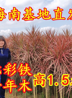极速千年木e老桩多头七彩铁室内外办公室造型马尾铁绿植龙血树大
