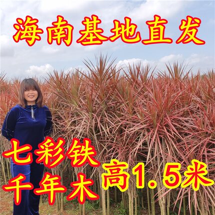 极速千年木e老桩多头七彩铁室内外办公室造型马尾铁绿植龙血树大