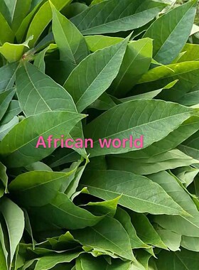 极速.新款Cassava leaves ,fresh cassaPva leaf,500g