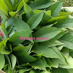极速.新款Cassava leaves ,fresh cassaPva leaf,500g