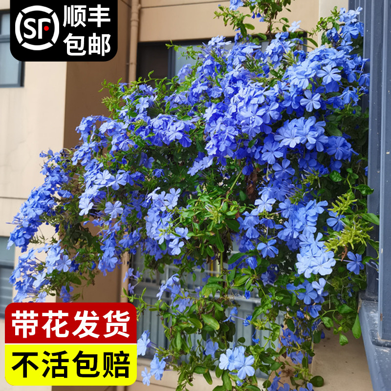 极速蓝雪花盆g栽鲜花卉带花大苗棒棒糖老树桩阳台庭院耐热晒易活
