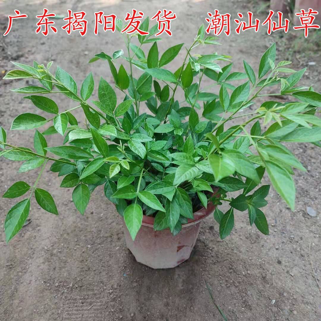 潮汕喜事红花石榴花仙草抹草春草吉祥草阳台盆栽喜庆吉祥植物懒人