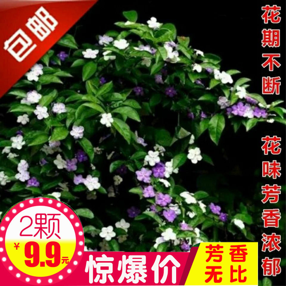 鸳鸯双色茉莉花苗紫色茉莉盆栽浓香型植物四季开花易种活带花苞