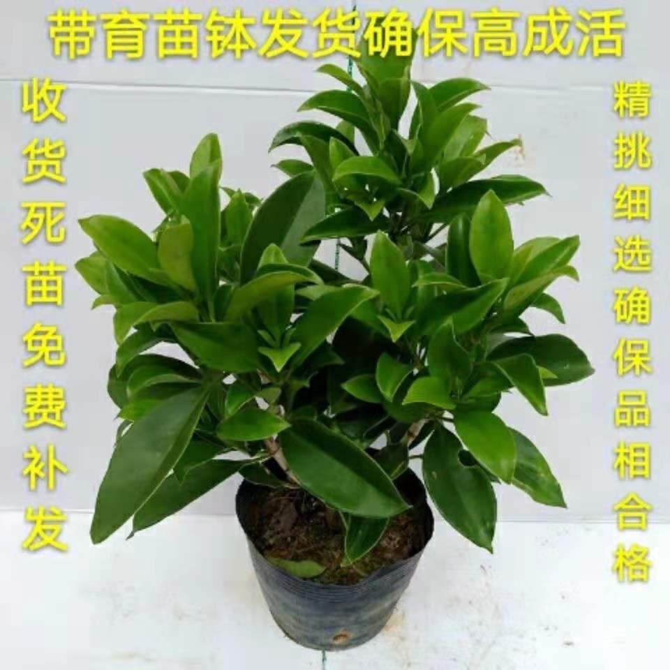 非洲茉莉花灰莉木阳台室内净化空桌面绿植