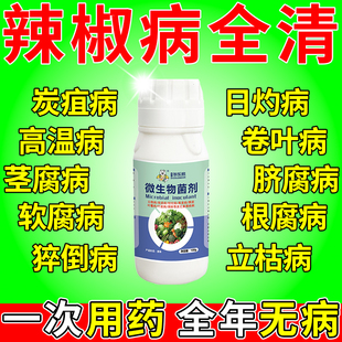 辣椒病毒病专用药辣椒卷叶黄叶肥料治炭疽叶斑特效灰霉病疫病清药