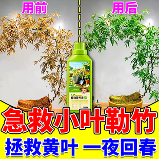 小叶簕竹专用肥篱竹黄叶烂根防卷文竹米竹黑斑枯叶促生长营养液