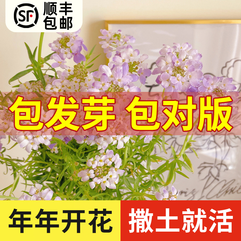 蜂室花种子屈曲花景观园林园艺鲜花种子四季播种庭院绿化观花种子