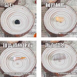 化石低语化石标本（12个/展示盒）远古海洋化石标本