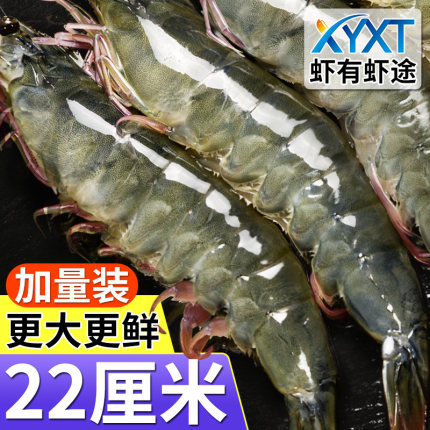 【虾有虾途】青岛大虾1432g/盒基围虾鲜活虾类冷冻白虾海鲜水产