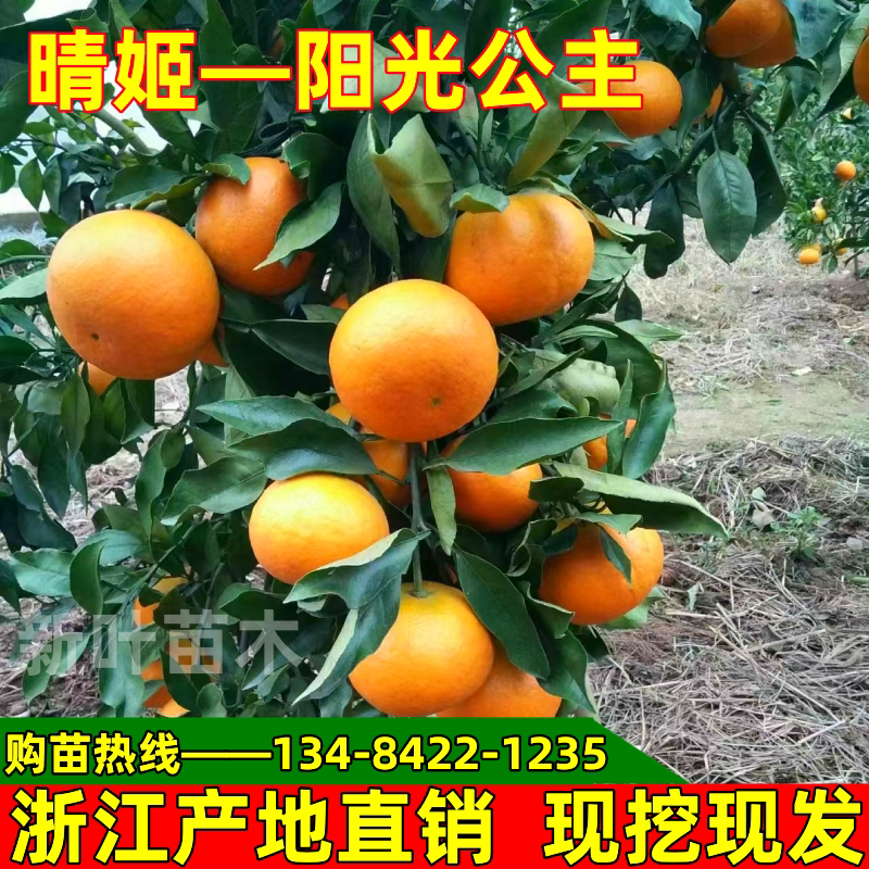 新品种晴姬柑橘苗嫁接果树苗阳光公主南方北方种植盆栽地栽果树苗