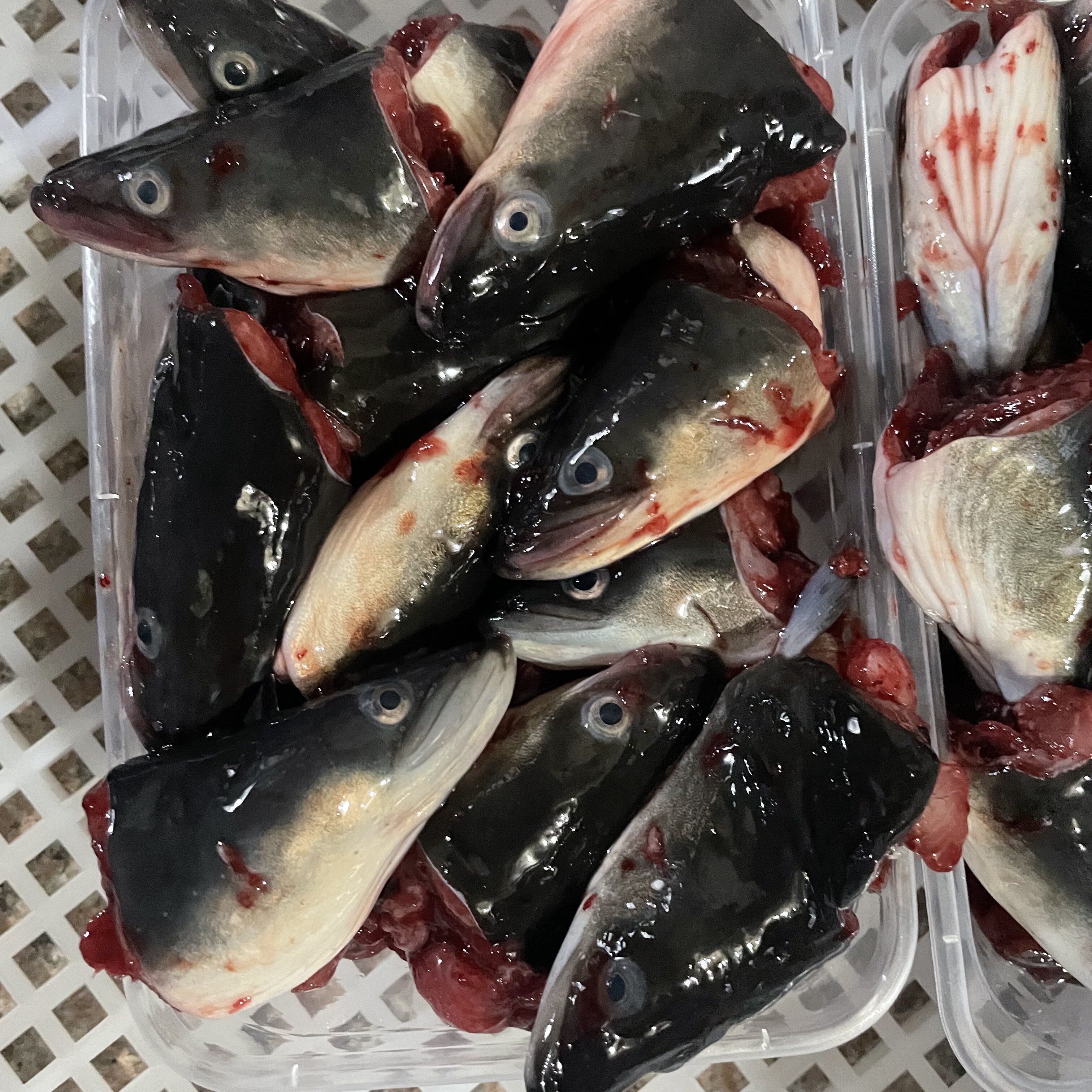 新鲜鳗鱼头冷冻海鲜水产炖汤冰鲜乌尔鳗河鳗鱼头广东潮汕当天宰杀