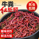 蚯蚓活饵鲜活红虫垂钓鱼饵料鲫鱼鲤鱼野钓黑坑鱼料打窝料鱼食通杀