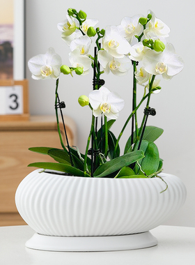简约白色蝴蝶兰专用花盆陶瓷兰花绿植蛋形竖纹客厅大号家用带托盘