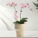 北欧花盆陶瓷高脚艺术家用蝴蝶兰专用兰花小花盆耐用客厅阳台种植