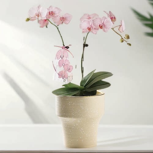 北欧花盆陶瓷高脚艺术家用蝴蝶兰专用兰花小花盆耐用客厅阳台种植