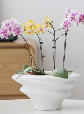 白色蝴蝶兰花盆轻奢高级感家用陶瓷拼组花盆高端兰花专用花盆包邮
