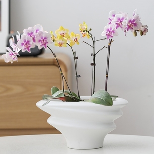 白色蝴蝶兰花盆轻奢高级感家用陶瓷拼组花盆高端兰花专用花盆包邮