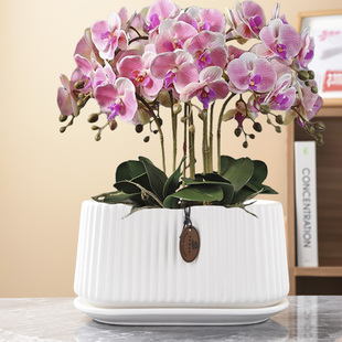 陶瓷花盆北欧风格 清仓 椭圆形大口径室内外发财树绿萝盆栽创意特价