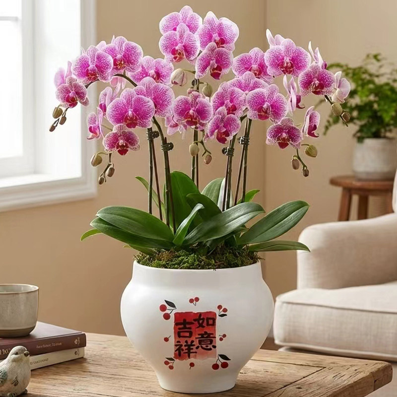 北欧花盆陶瓷圆形蝴蝶兰专用盆居家室内办公室桌面多肉绿植盆栽,鲜花速递/花卉仿真/绿植园艺,花盆,淘宝优惠券,粉丝福利购,淘宝优惠卷