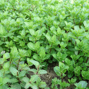 贵州农家土特产新鲜薄荷叶食用薄荷汤锅狗肉香料现摘现发500g包邮