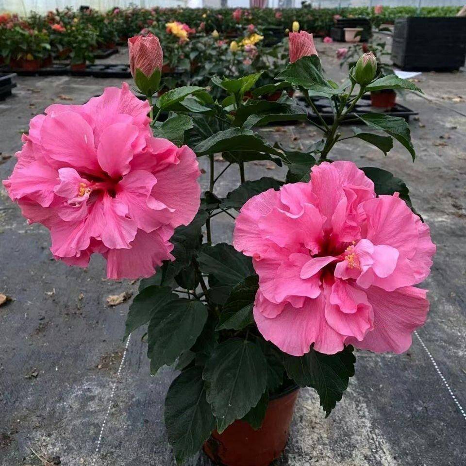 扶桑花苗重瓣丹麦木槿花卉观花朱瑾花四季开花大型观花盆栽洋朱槿