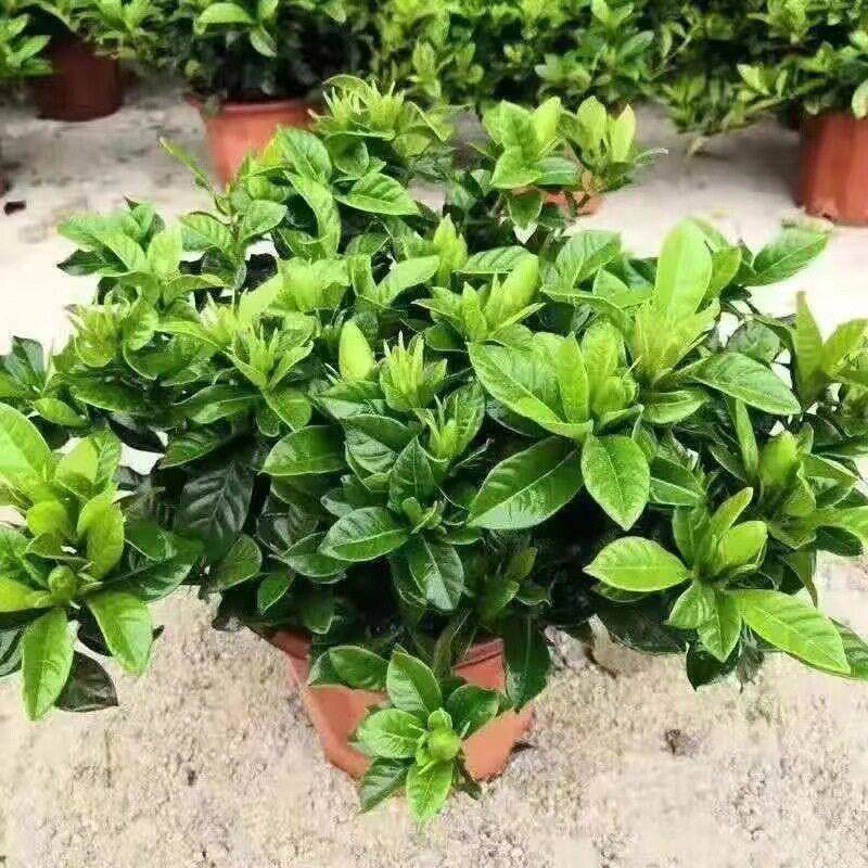 栀子花盆栽带花苞四季开花花卉带香味大叶牡丹重瓣香水茉莉花双瓣