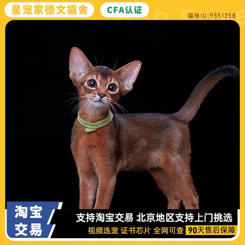 阿比西尼亚猫幼猫不掉毛纯种原始色古埃及猫短毛宠物猫咪幼崽活体