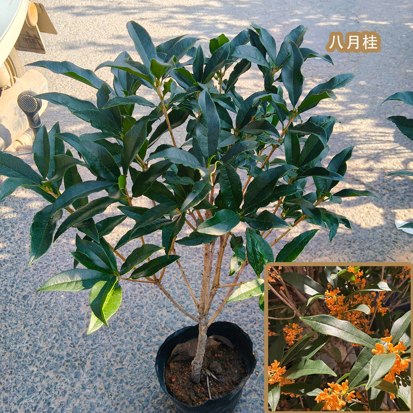 天香台阁桂花树苗盆栽四季开花图片