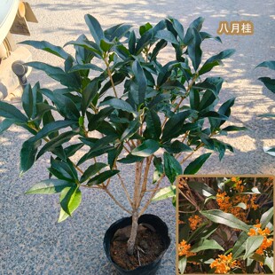 A福建桂花树苗盆栽花卉四季开花金桂丹桂客厅旺宅天香台阁专用土1
