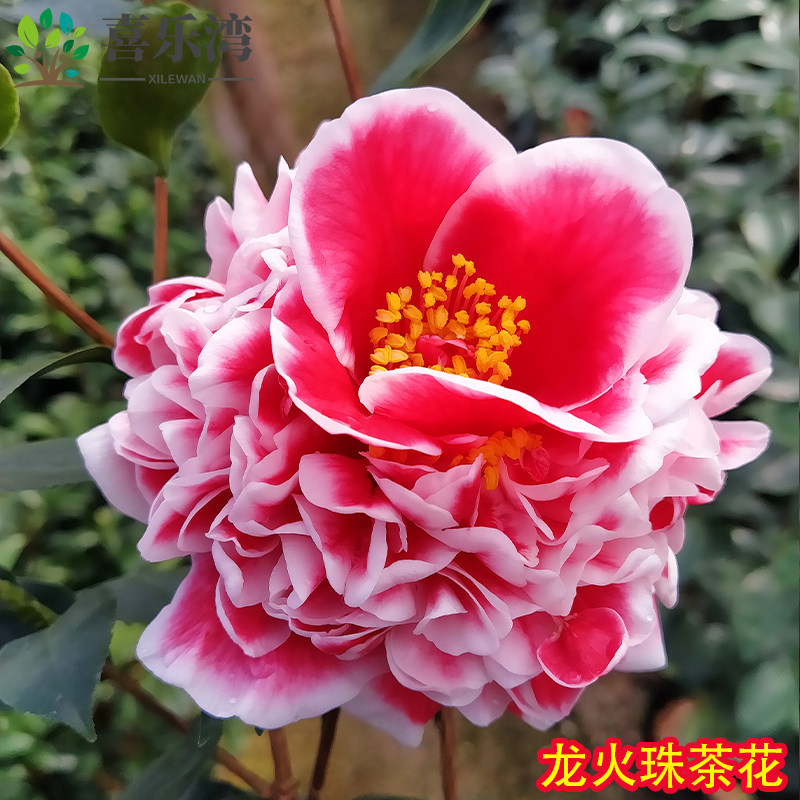 龙火珠山茶花盆栽 带花苞五色赤丹花卉植物 室内桂花好养名贵进口