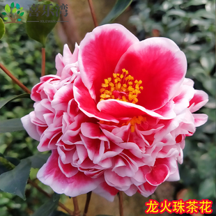 龙火珠山茶花盆栽 带花苞五色赤丹花卉植物 室内桂花好养名贵进口