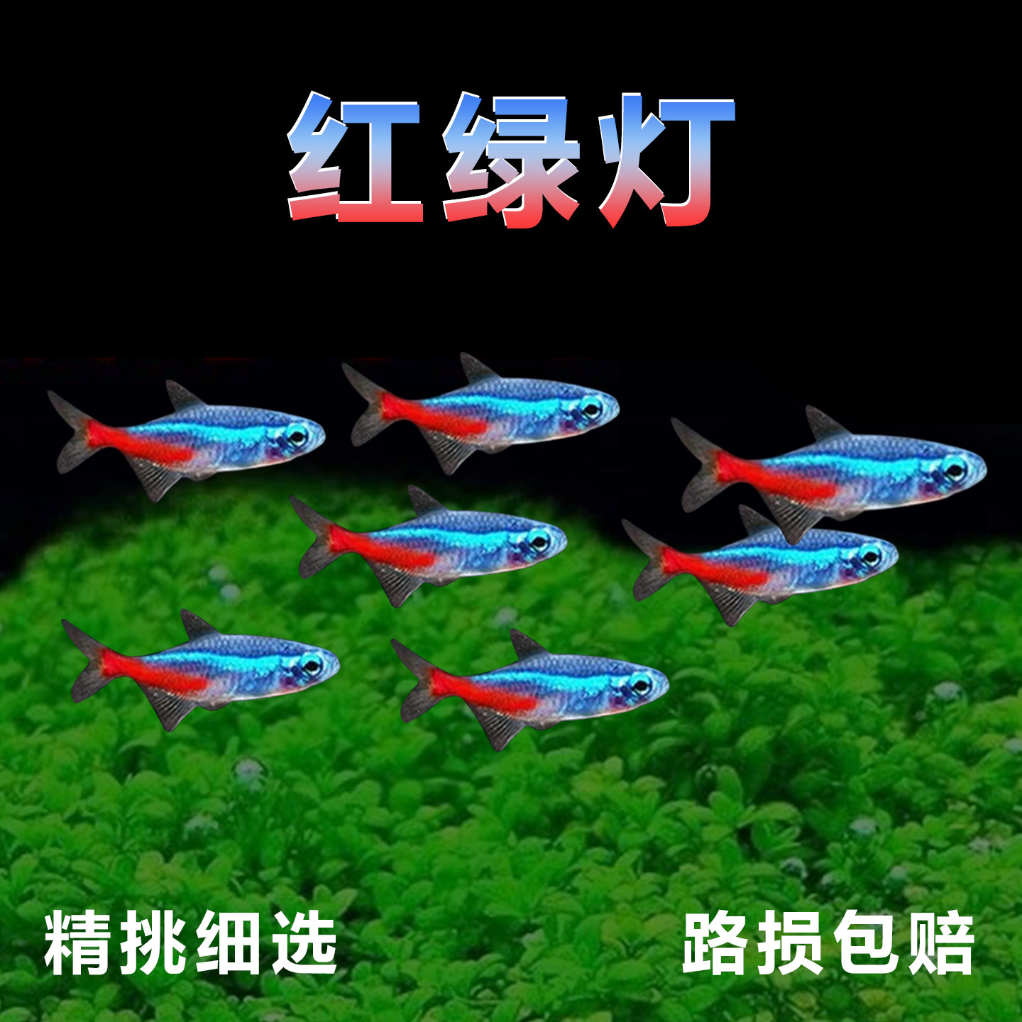 红绿灯鱼观赏鱼热带淡水小型鱼宝莲灯草缸群游灯科鱼水族活体鱼苗