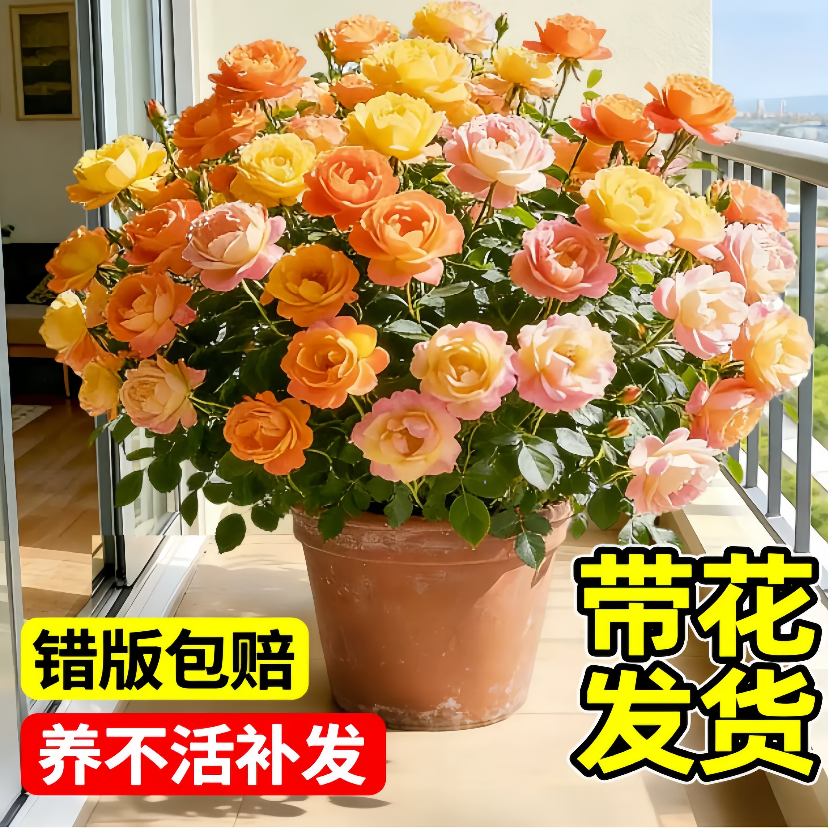 爱莎玫瑰花苗盆栽带花苞丛生观花植物新手易养室内阳台绿植