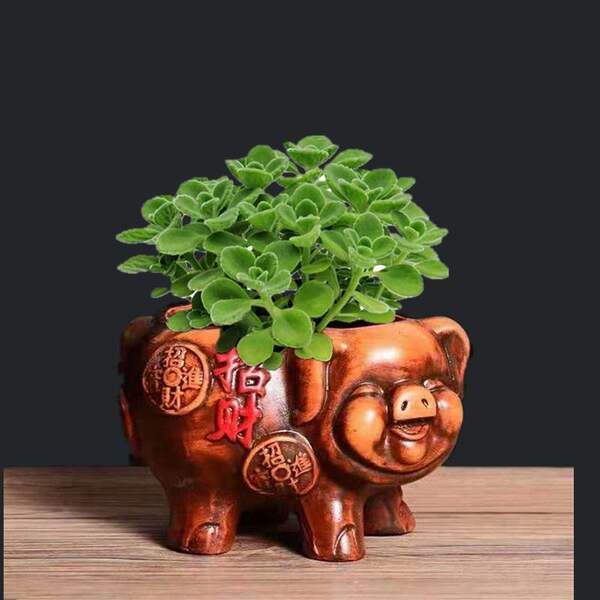 一抹香盆栽室内香草多肉植物客厅图片大全 品牌比比格