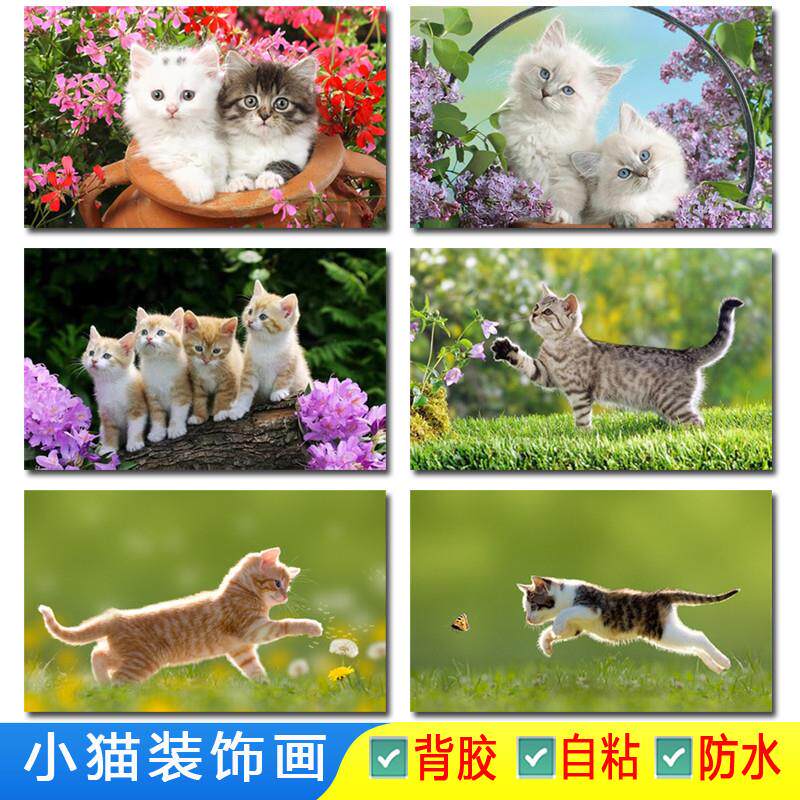 宠物店贴画猫咪海报小猫图片喵星人招财猫可爱萌宠动物海报装饰画