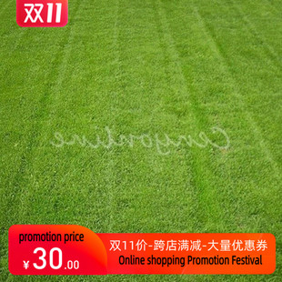 1000g Seeds / bag Tall Fescue Grass Seed ( Festuca arundinac