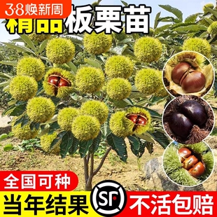 嫁接板栗苗树地栽南方北方种植大红袍特大板栗树果树果苗当年结果