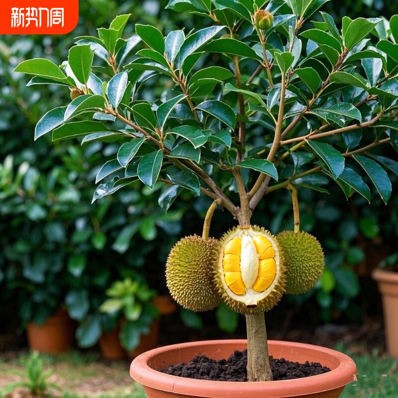 榴莲树苗泰国金枕头榴莲树果苗当年结果猫山王苗南方北方种植水果