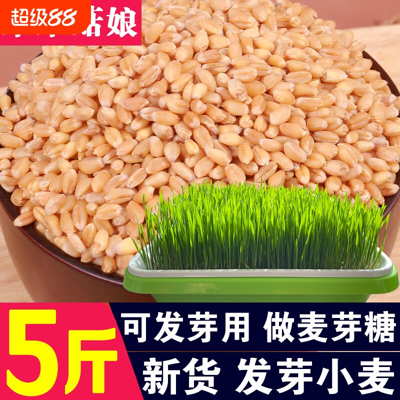 发芽小麦1斤/2斤/3斤/5斤小麦粒干麦子发芽专用水培麦苗源头工厂图片